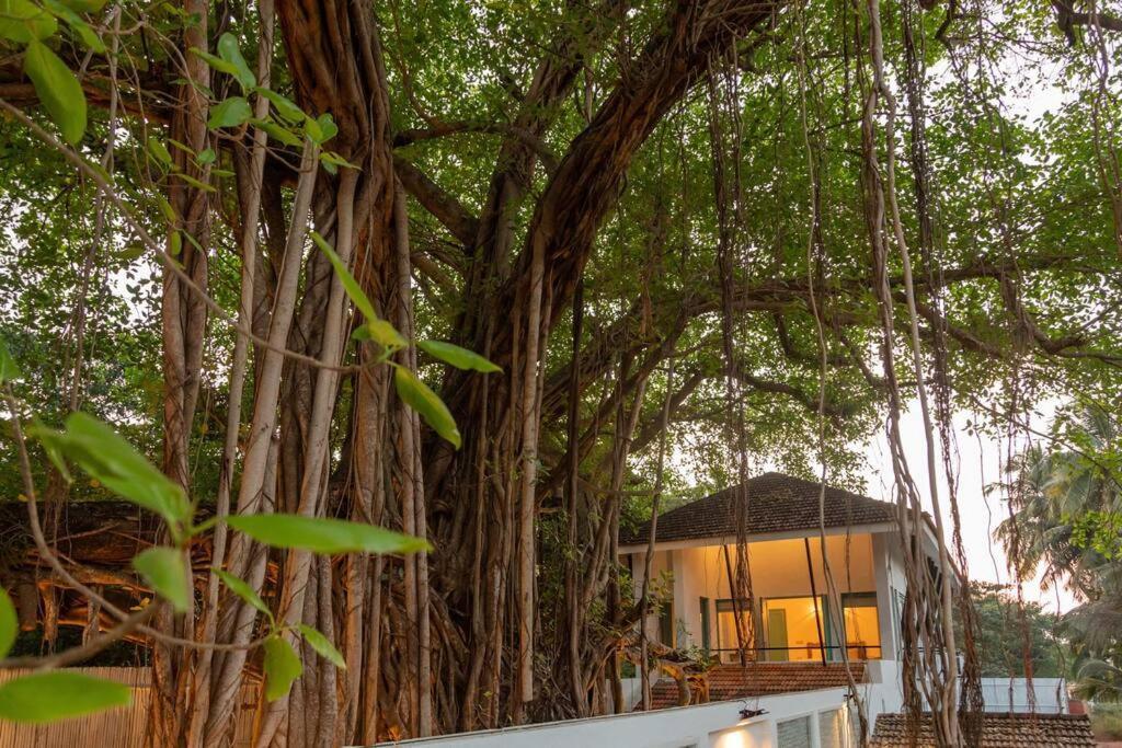 White Banyan Beach Villa, Candolim By The Acacia Villas 외부 사진